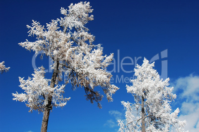 Rime in winter