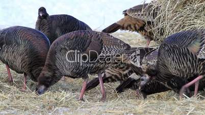 Wild turkey flock feeding fast P HD 8127