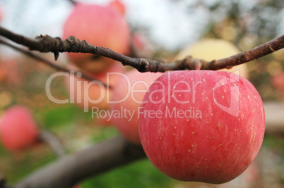 Red apples hanging in the branches