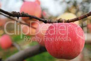 Red apples hanging in the branches