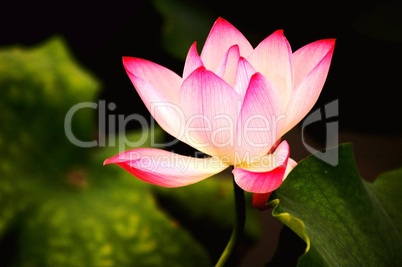 Blooming lotus