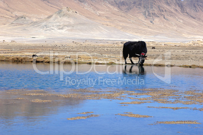 Black yak at lakeside