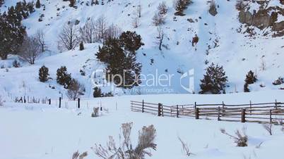 Wild turkey flock fly in winter snow P HD 8446