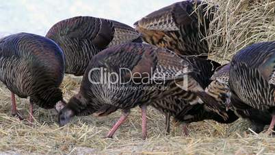 Wild turkey flock on ground P HD 8127