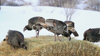Wild turkey flock on hay bale P HD 8121