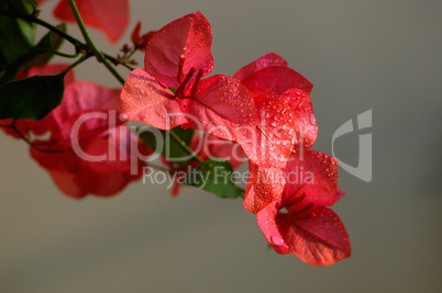 Bougainvillea spectabilis wind with dewdrops