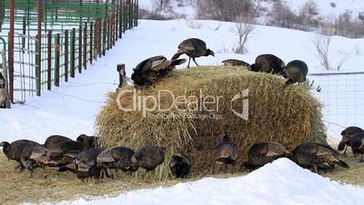 Wild turkey flock on hay stack P HD 8120