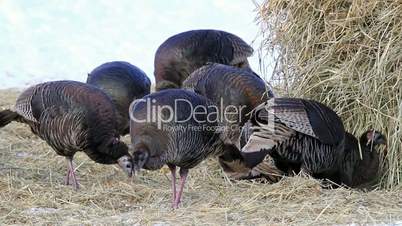 Wild turkey scratching on ground P HD 8123