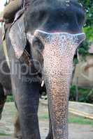 Closeup view of an Asian elephant