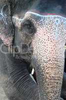 Closeup view of an Asian elephant