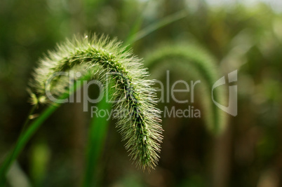 Herb of green bristle grass