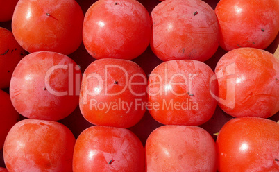 Red Persimmon fruits in autumn
