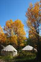 Tents in the autumn woods