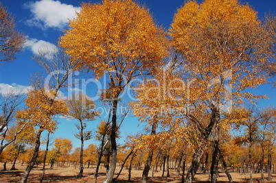 Landscape of golden trees in autumn