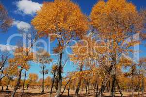 Landscape of golden trees in autumn