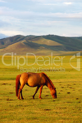 Horse on grasslands