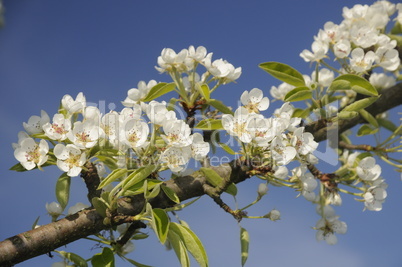 Blüten der Zierkirsche