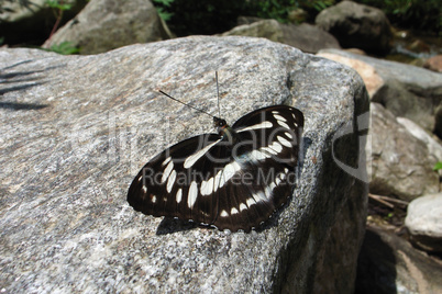 Butterfly on rock