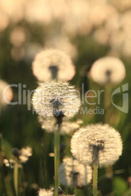 Dandelion Seeds Blowball