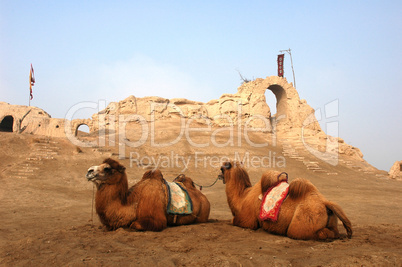 Camels at the relics of an ancient castle