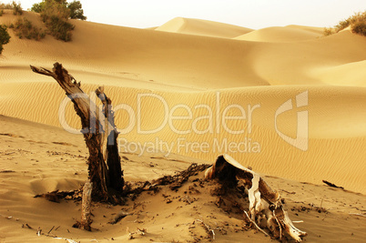 Landscape of deserts