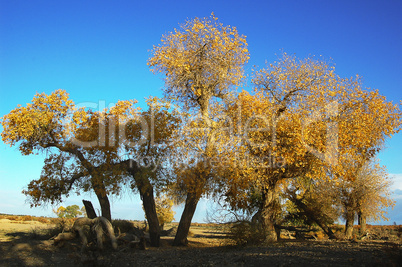 Golden trees in autumn