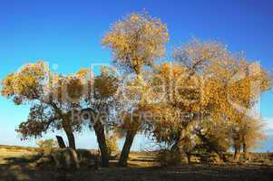 Golden trees in autumn