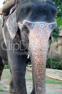 Closeup view of an Asian elephant