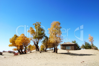 Landscape of golden trees and wooden house in the desert