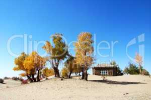 Landscape of golden trees and wooden house in the desert