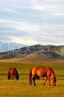 Horse on grasslands