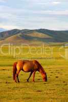 Horse on grasslands