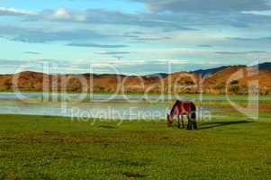 Horse on grasslands