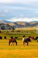 Horse on grasslands