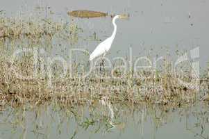 White heron bird at a lake