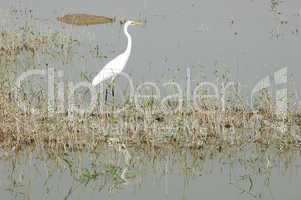 White heron bird at a lake