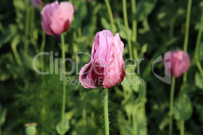 Lila Mohnblüte - Purple poppy bloom