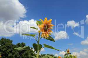 Sonnenblume - Sunflower