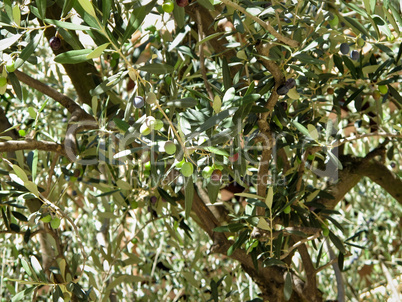 Olive tree, detail