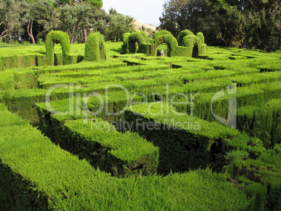 Hedge maze