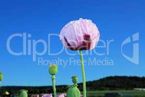 Lila Mohnblüte - Purple poppy bloom