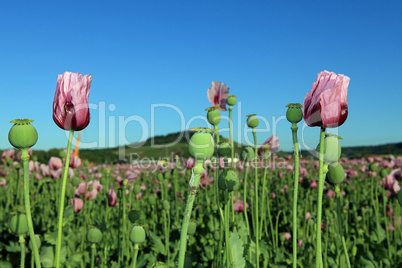 Lila Mohnblüte - Purple poppy bloom