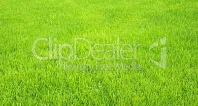 fußball rasen textur - soccer grass close-up