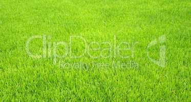 fußball rasen textur - soccer grass close-up