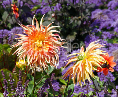 Bunte Blumen im Garten - Colorful Flowers