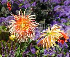 Bunte Blumen im Garten - Colorful Flowers