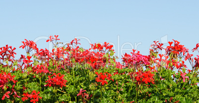 Geranien im Sommer - Pelargonium and Summer