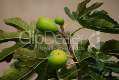 Figs and leaves