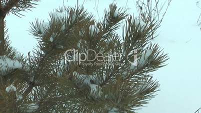 Pine tree.