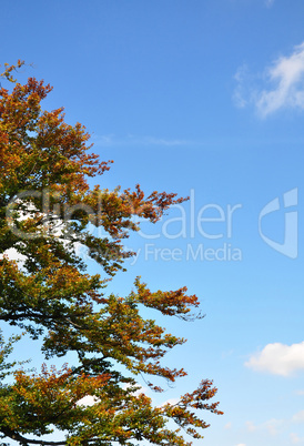 Buche im Herbst